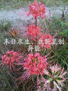 末世求生之我能看到提示